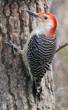 bird woodpecker