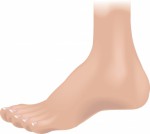 body parts-ankle