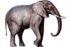 e-elephant