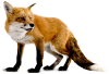 f-fox