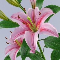 flower-lily