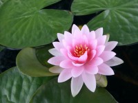 flower-lotus
