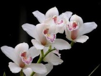 flower orchid