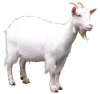 g-goat