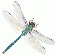 insect-dragonfly