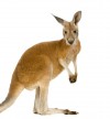 k-kangaroo