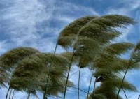 nature-wind