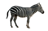 z-zebra